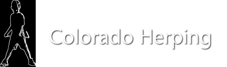 Colorado Herping