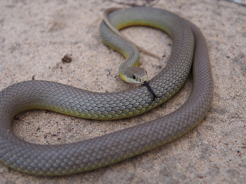 Eastern Yellow-belly Racer, Coluber constrictor flaviventris