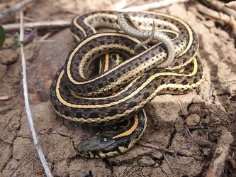 Colorado Snakes Plains Garter Snake (Thamnophis radix) - Colorado Herping